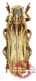 Xylorhiza sp. Xylorhiza sp.