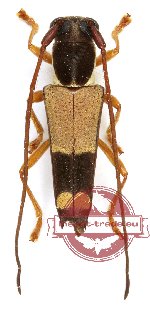 Glenea dimidiata (A-) Glenea dimidiata (A-)