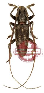 Acalolepta tincturata (A/A-) Acalolepta tincturata (A/A-)