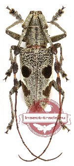 Triammatus chevrolati (A-) Triammatus chevrolati (A-)