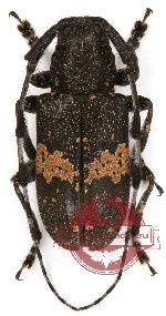 Cacia cretifera (A2) Cacia cretifera (A2)