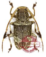 Cacia herbacea Cacia herbacea