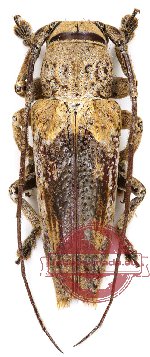 Niphona hookeri Gahan, 1900 (A-) Niphona hookeri Gahan, 1900 (A-)