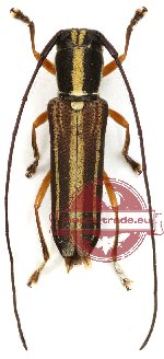 Glenea sp. 8 (A-) Glenea sp. 8 (A-)