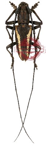 Pelargoderus vittatus (A-) Pelargoderus vittatus (A-)