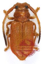 Tropimetopa simulator Tropimetopa simulator