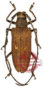 Batocera thomae orcus Batocera thomae orcus