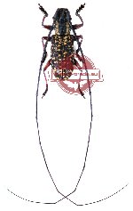 Monochamus dubius Monochamus dubius