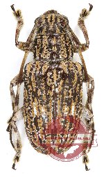 Agelasta lecideosa Agelasta lecideosa