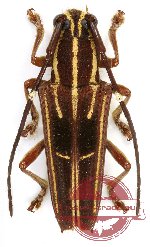 Glenea extensa Glenea extensa