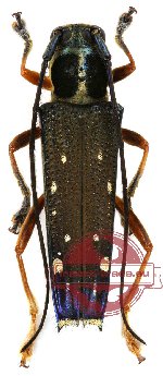 Glenea camilla Glenea camilla