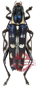 Macroglenea juno (10 pcs) Macroglenea juno (10 pcs)