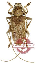 Acalolepta laevifrons (A-) Acalolepta laevifrons (A-)