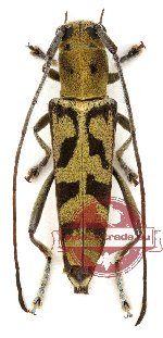 Glenea virens Glenea virens