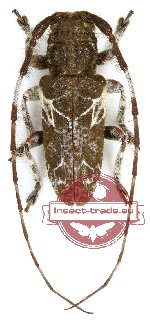 Mispila sonthianae Breuning, 1963 (3 pcs) Mispila sonthianae Breuning, 1963 (3 pcs)