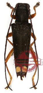 Glenea fatalis Pascoe, 1867 Glenea fatalis Pascoe, 1867