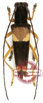 Glenea anticepunctata (A-) Glenea anticepunctata (A-)