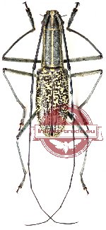 Macrochenus melanospilus (A2) Macrochenus melanospilus (A2)