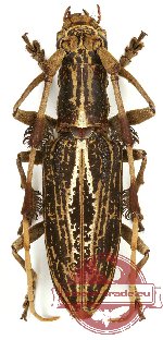 Psectrocera plumigera Psectrocera plumigera