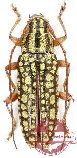 Tmesisternus fulgens (A-) Tmesisternus fulgens (A-)