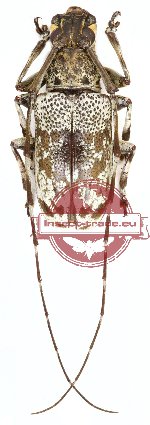 Anancylus griseatus (A2) Anancylus griseatus (A2)