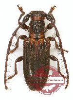 Phlyarus sp. (A2) Phlyarus sp. (A2)