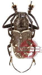 Choeromorpha polyspila Choeromorpha polyspila