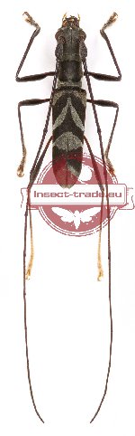 Cylindrepomus peregrinus Cylindrepomus peregrinus