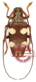 Cereopsius sexmaculatus (A-) Cereopsius sexmaculatus (A-)