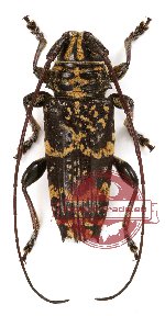 Disterna complexa (A2) Disterna complexa (A2)