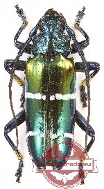 Sphingnotus mirabilis ssp. (A2) Sphingnotus mirabilis ssp. (A2)