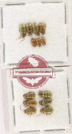 Scientific lot no. 628 Chrysomelidae (13 pcs)