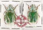 Scientific lot no. 407 Rutelinae (2 pcs)