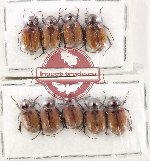 Scientific lot no. 254 Melolonthinae (9 pcs)