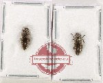 Scientific lot no. 136 Buprestidae (2 pcs)