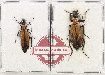 Scientific lot no. 75 Meloidae (2 pcs - 1 pc A2)