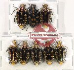 Scientific lot no. 60 Cetoniidae (8 pcs A-, A2)