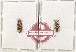 Scientific lot no. 339 Cerambycidae (2 pcs A2)