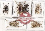 Scientific lot no. 326 Cerambycidae (6 pcs)
