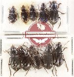 Scientific lot no. 902 Carabidae (10 pcs)