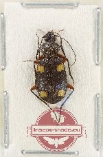 Craspedophorus sp. 4