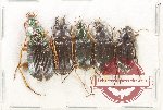 Scientific lot no. 905 Carabidae (5 pcs)