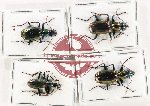 Scientific lot no. 901 Carabidae (Catascopus spp.) (4 pcs)