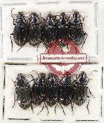 Scientific lot no. 903 Carabidae (10 pcs)