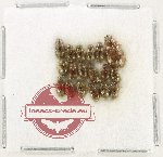 Hydrophilidae Scientific lot no. 350 (18 pcs)