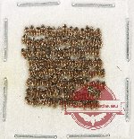 Hydrophilidae Scientific lot no. 345 (120 pcs)