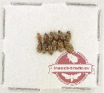 Bruchidae Scientific lot no. 44 (12 pcs)