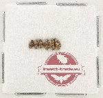 Bruchidae Scientific lot no. 43 (6 pcs)