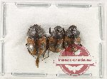 Scientific lot no. 943 Coprophaga (3 pcs A2)