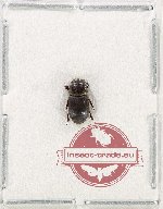 Setylaides monstrosus